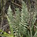 Scaled Cloak Fern - Photo (c) CARLOS VELAZCO, some rights reserved (CC BY-NC), uploaded by CARLOS VELAZCO