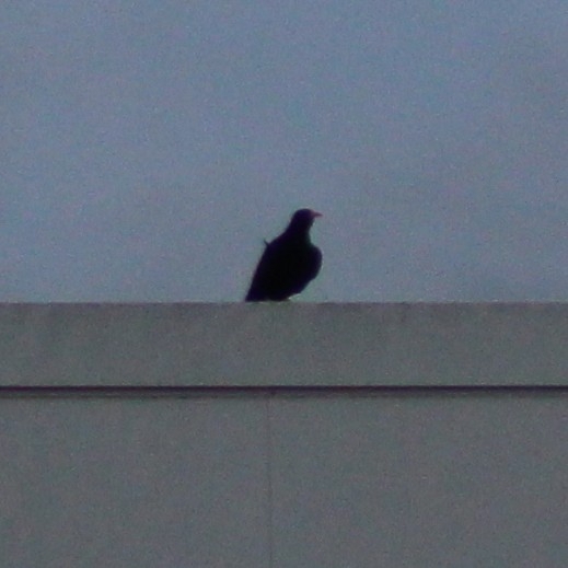 Red-billed Chough (Pyrrhocorax pyrrhocorax), photo 6
