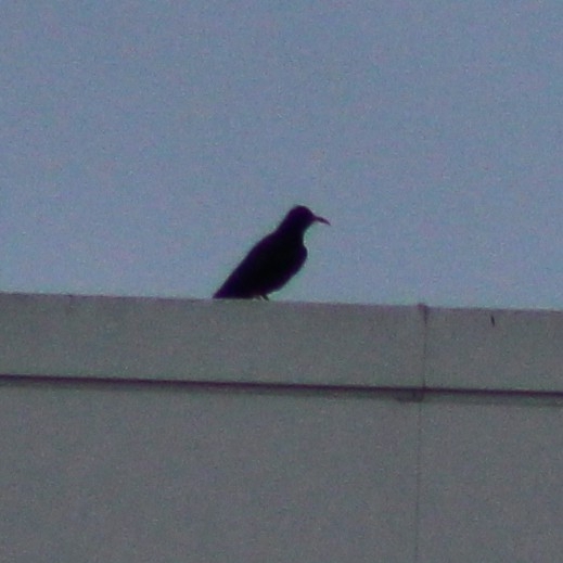 Red-billed Chough (Pyrrhocorax pyrrhocorax), photo 7