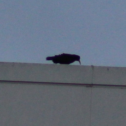 Red-billed Chough (Pyrrhocorax pyrrhocorax), photo 8