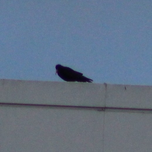 Red-billed Chough (Pyrrhocorax pyrrhocorax), photo 9