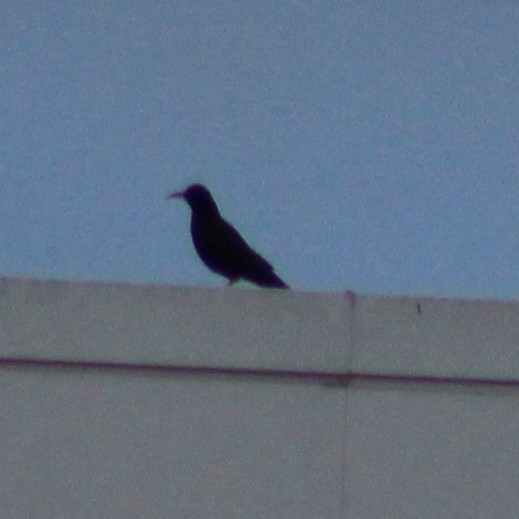 Red-billed Chough (Pyrrhocorax pyrrhocorax), photo 10