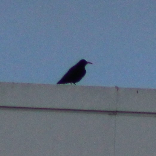 Red-billed Chough (Pyrrhocorax pyrrhocorax), photo 4