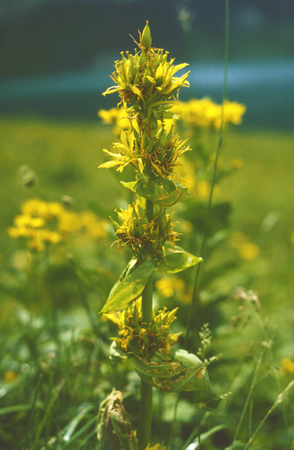 Great Yellow Gentian (Gentiana lutea)