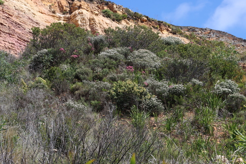 Berry Heath (Erica baccans)