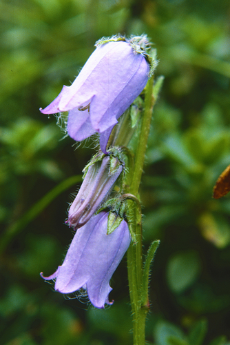 Bearded Bellflower (Campanula barbata)