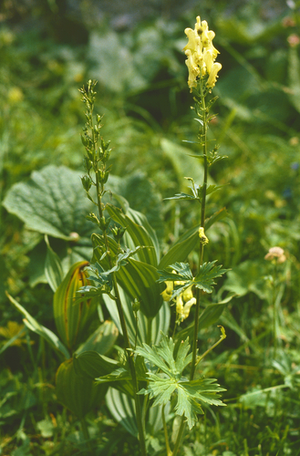 Yellow-flowered Monkshood (Aconitum lycoctonum)