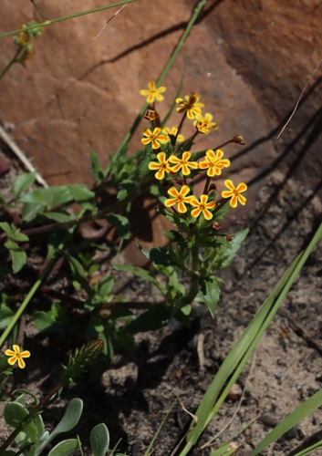 Yellow Drumsticks (Zaluzianskya divaricata)