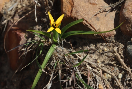 Beetle Lily (Baeometra uniflora)