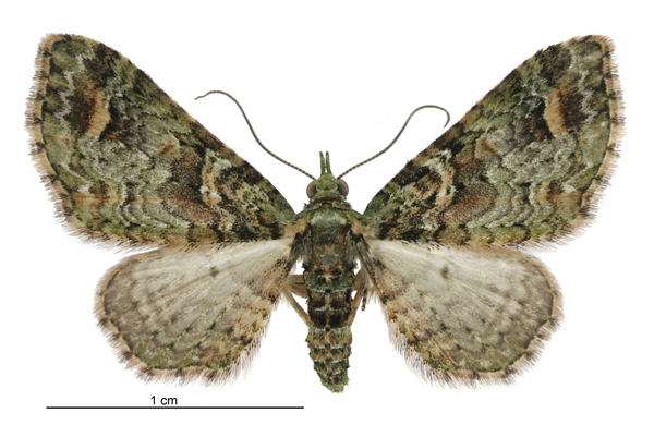 Chloroclystis inductata