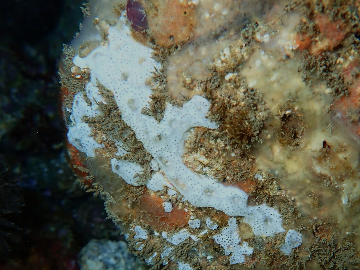 Lissoclinum perforatum (Giard, 1872)