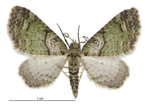 Chloroclystis inductata photo 3
