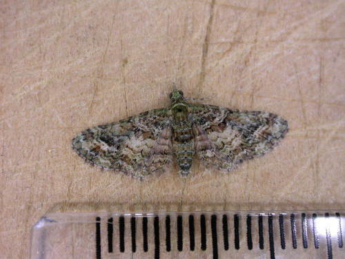 Chloroclystis inductata photo 4
