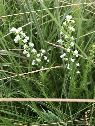 Selago densiflora