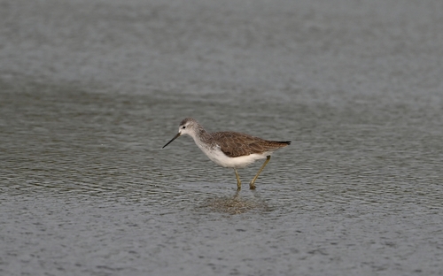 iNaturalist: (c) Xavier Rufray, some rights reserved (CC BY-NC), uploaded by Xavier Rufray iNaturalist image