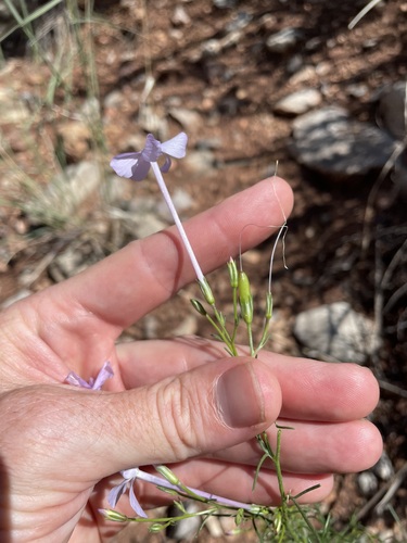 Flaxflowered Ipomopsis (Ipomopsis longiflora)