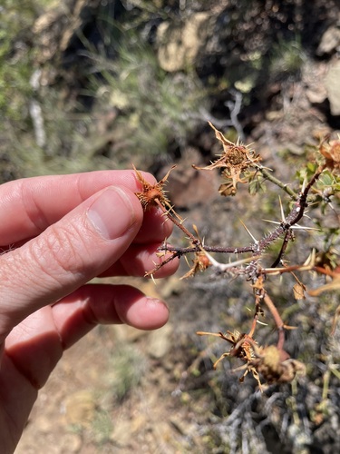 Desert rose