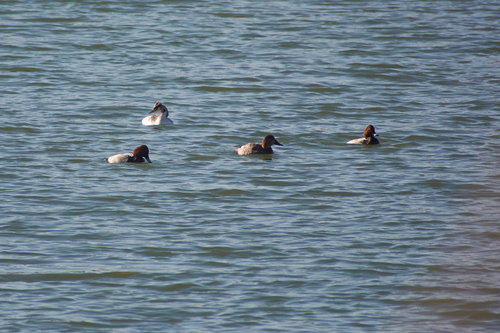 iNaturalist: (c) Григорьева Евгения, some rights reserved (CC BY-NC), uploaded by Григорьева Евгения iNaturalist image