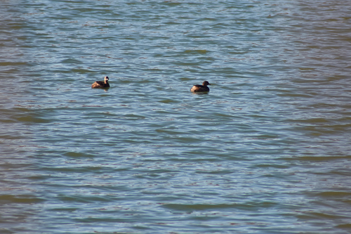 iNaturalist: (c) Григорьева Евгения, some rights reserved (CC BY-NC), uploaded by Григорьева Евгения iNaturalist image