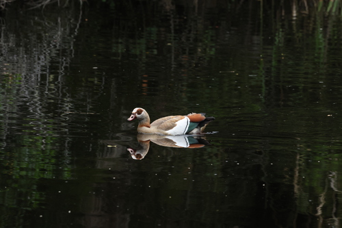 iNaturalist: (c) Darrell Parsons, some rights reserved (CC BY-NC), uploaded by Darrell Parsons iNaturalist image