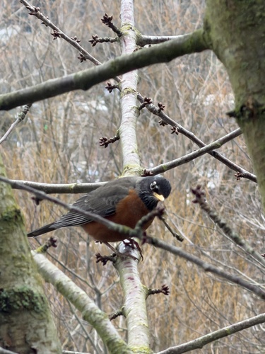 American Robin