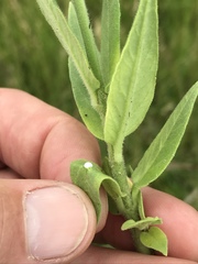 Asclepiadinae