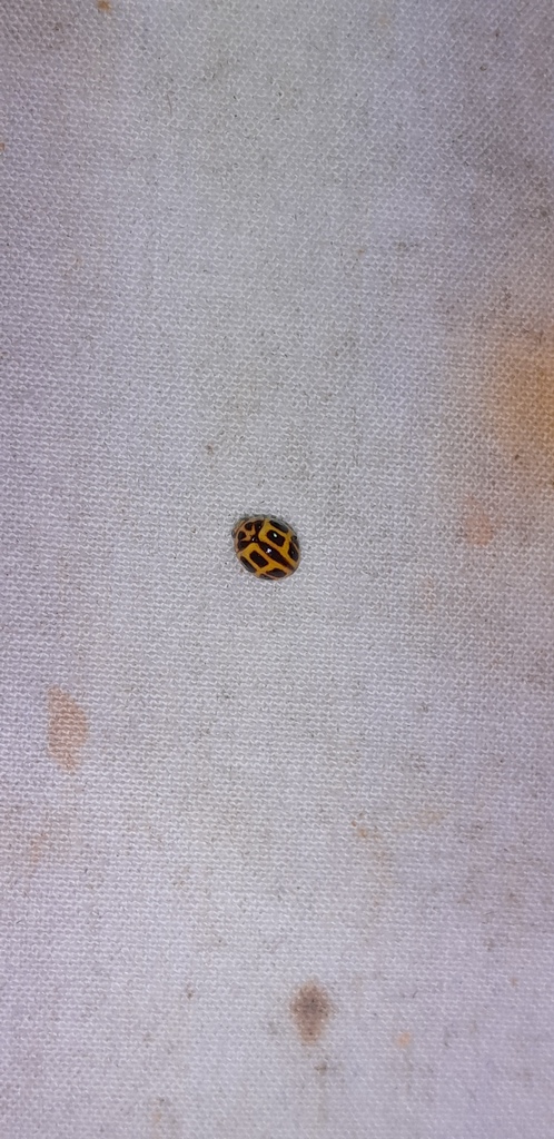 Cyrea renifera