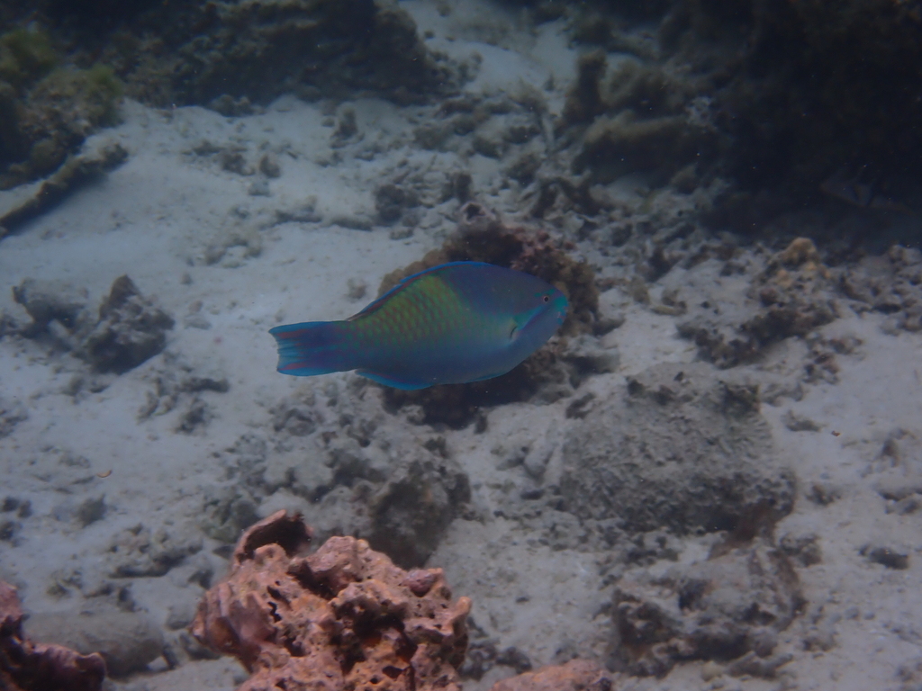 Fivesaddle parrotfish (Scarus scaber) — Scaridae