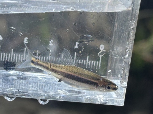 Bron-shiner (Notropis harperi) — Cyprinidae — 5
