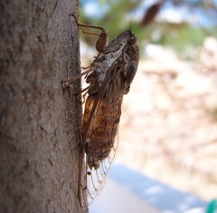 Cicada cretensis