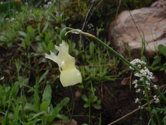 Narcissus triandrus