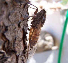 Cicada cretensis