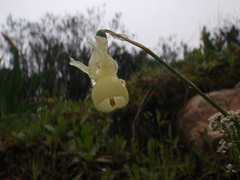 Narcissus triandrus