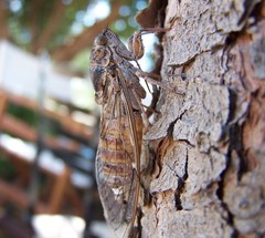 Cicada cretensis