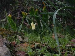 Narcissus triandrus