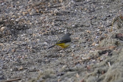 iNaturalist: (c) eva_brb, some rights reserved (CC BY-NC) iNaturalist image