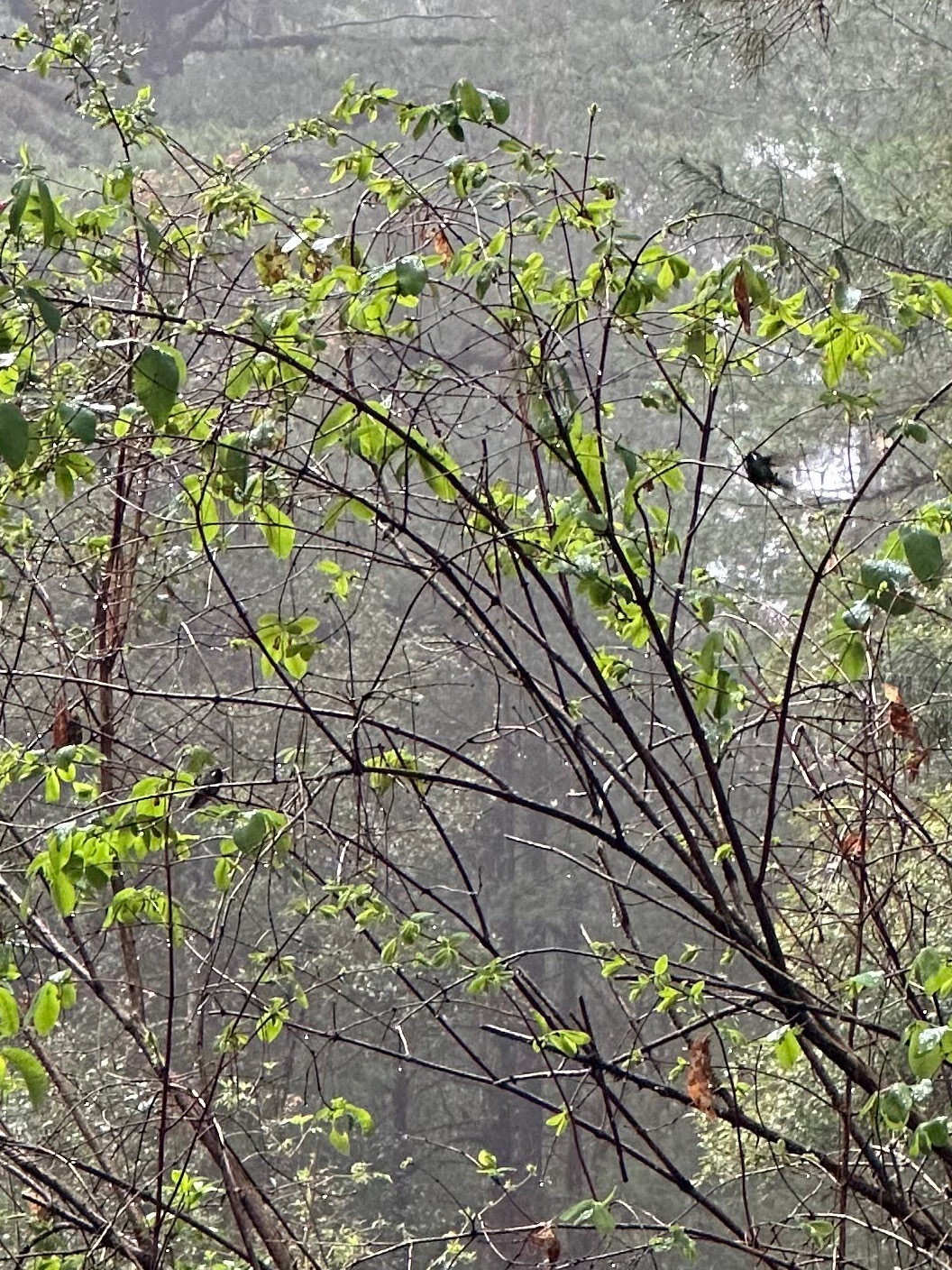 White-eared Hummingbird (Basilinna leucotis), photo 3