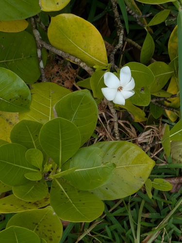 Gardenia taitensis