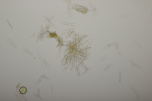 Thedgonia ligustrina