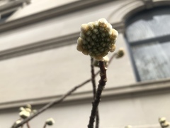 Edgeworthia
