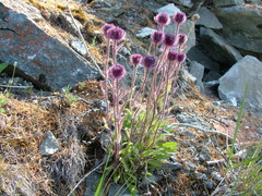 Erigeron eriocephalus