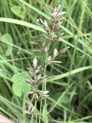Eragrostis racemosa