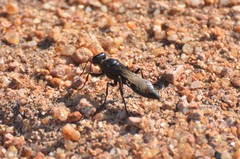 Sphex fumicatus