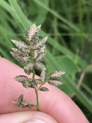 Eragrostis racemosa