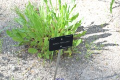Rumex papillaris