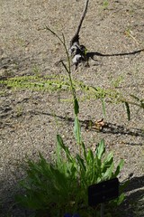 Rumex papillaris