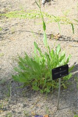 Rumex papillaris