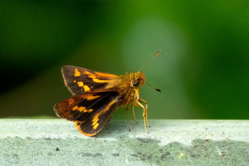 Potanthus fettingi (Potanthus fettingi)