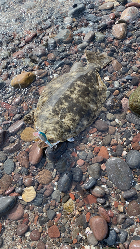 California flounder (Paralichthys californicus) — Paralichthyidae — 3
