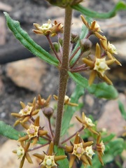 Aspidoglossum heterophyllum